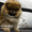 Шикарнейшие мини-щенки карликового померанского шпица SHOW-Classa!!! - Изображение #5, Объявление #1088929