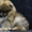 Шикарнейшие мини-щенки карликового померанского шпица SHOW-Classa!!! - Изображение #7, Объявление #1088929