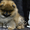 Шикарнейшие мини-щенки карликового померанского шпица SHOW-Classa!!! - Изображение #6, Объявление #1088929
