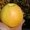 Яблони оптом от 600 тенге. Саженцы яблонь - Изображение #1, Объявление #882291