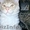 котята Мейн Кун из питомника г.Алматы - Изображение #3, Объявление #1092580