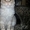 котята Мейн Кун из питомника г.Алматы - Изображение #1, Объявление #1092580