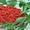 продаю ягоды Годжи - Изображение #1, Объявление #1097861