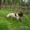 Продам щенка русского охотничьего спаиеля - Изображение #6, Объявление #1101652