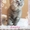 Британские котята от титулованных производителей! Летняя цена! - Изображение #2, Объявление #1106862