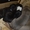 Щенки Американский Стаффордширский терьер - Изображение #2, Объявление #1107514