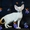 Red Siamese - элитные королевские котята из питомника Амрита Марга  #880084