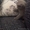 Продам котенка породы ScottishStright (Шотландская прямоухая) - Изображение #3, Объявление #1124985