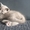 Продам котенка породы ScottishStright (Шотландская прямоухая) #1124985