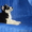 Элитные щенки сибирский хаски ( с документами) - Изображение #1, Объявление #1118018