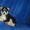 Элитные щенки сибирский хаски ( с документами) - Изображение #2, Объявление #1118018