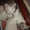 Котята Породы Турецкий ван кеси - Изображение #4, Объявление #1125560
