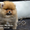 Эксклюзивные щенки карликового померанского шпица Мишки SHOW-Classa!!! - Изображение #3, Объявление #1122491