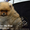 Эксклюзивные щенки карликового померанского шпица Мишки SHOW-Classa!!! - Изображение #4, Объявление #1122491
