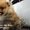 Эксклюзивные щенки карликового померанского шпица Мишки SHOW-Classa!!! - Изображение #6, Объявление #1122491