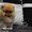 Эксклюзивные щенки карликового померанского шпица Мишки SHOW-Classa!!! - Изображение #2, Объявление #1122491