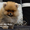 Эксклюзивные щенки карликового померанского шпица Мишки SHOW-Classa!!! #1122491