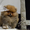 Эксклюзивные щенки карликового померанского шпица Мишки SHOW-Classa!!! - Изображение #7, Объявление #1122491