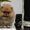 Эксклюзивные щенки карликового померанского шпица Мишки SHOW-Classa!!! - Изображение #5, Объявление #1122491
