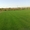 Рулонный газон,  газонная трава #944551