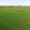 Рулонный газон, газонная трава - Изображение #2, Объявление #944551