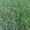 Рулонный газон, газонная трава - Изображение #3, Объявление #944551