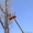 Спил деревьев в Алматы и Алматинской области!!! #1115455