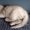Продам котенка породы ScottishStright (Шотландская прямоухая) - Изображение #1, Объявление #1124985