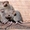 Борьба и уничтожение крыс в Алматы и Алматинской области - Изображение #2, Объявление #1131153