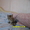 Отдам котят в добрые и заботливые руки - Изображение #3, Объявление #1135322