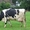 Дойные коровы (крупно рогатый скот) #1151860