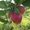Саженцы плодовых деревьев Рассвет - Изображение #1, Объявление #1141059