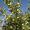 Саженцы плодовых деревьев Рассвет - Изображение #2, Объявление #1141059