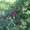 Саженцы плодовых деревьев Рассвет #1141059