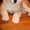 АКИТА-ину щенок (алиментный) #1153552