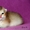 MIR-PROUN питомник кошек драгоценных окрасов #1156935