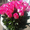 АЛМАТЫ БУКЕТ. Доставка цветов Алматы - Изображение #5, Объявление #1190783