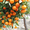 Поставка эксклюзивных фруктов по СНГ - Изображение #1, Объявление #1186570