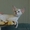 Сиамские котята из питомника "Амрита Марга" - Изображение #1, Объявление #1199297