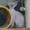 Сиамские котята из питомника "Амрита Марга" - Изображение #5, Объявление #1199297