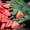 Тюльпаны оптом и в розницу к 8 марта - Изображение #8, Объявление #828308