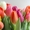 Цветы Тюльпаны по 150 тенге - Изображение #3, Объявление #1221120