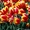 Цветы Тюльпаны по 150 тенге - Изображение #6, Объявление #1221120