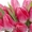 Цветы Тюльпаны по 150 тенге - Изображение #7, Объявление #1221120
