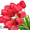 Цветы Тюльпаны по 150 тенге - Изображение #10, Объявление #1221120