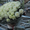 Букет 101 белая роза 70 см