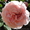 Саженцы старинных английских роз - Изображение #4, Объявление #1228005