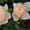 Саженцы старинных английских роз - Изображение #3, Объявление #1228005