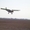 авиахимзащита урожая -купи самолет АРАЙ АГРО для АХР - Изображение #2, Объявление #1232889