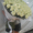 Букет 101 белая роза 70 см - Изображение #2, Объявление #1228658